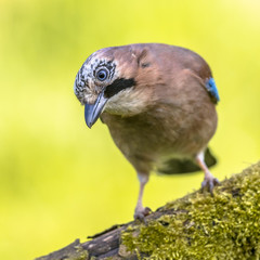 Canvas Print - Eurasian jay looking down