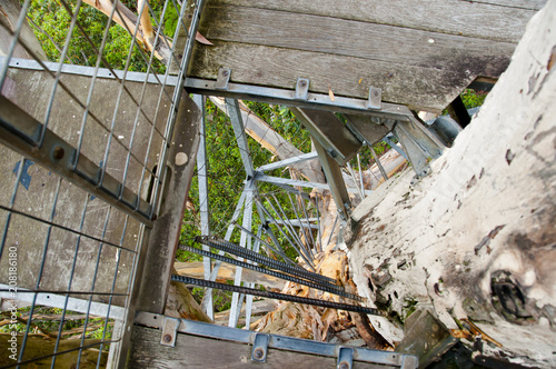 Fotografie, Obraz Gloucester Tree Climb - Pemberton - Australia