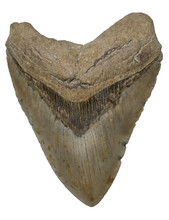 Giant Prehistoric Megalodon Shark Tooth Isolated On White Background