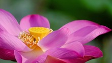 Pink Lotus Flower With Honey Bee. Close Focus Of Beautiful Pink Lotus Flower With Bee Collecting Honey From The Pistil. The Background Is A Pink Lotus Flowers, Green Leaf And Yellow Lotus Bud In Pond