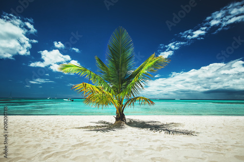 Cuadros en Lienzo Palm tree and tropical island beach