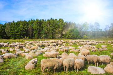 group of sheep on a pasture. Grazing lamb