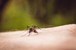 © foras05 - macro shot of a mosquito on a man's arm