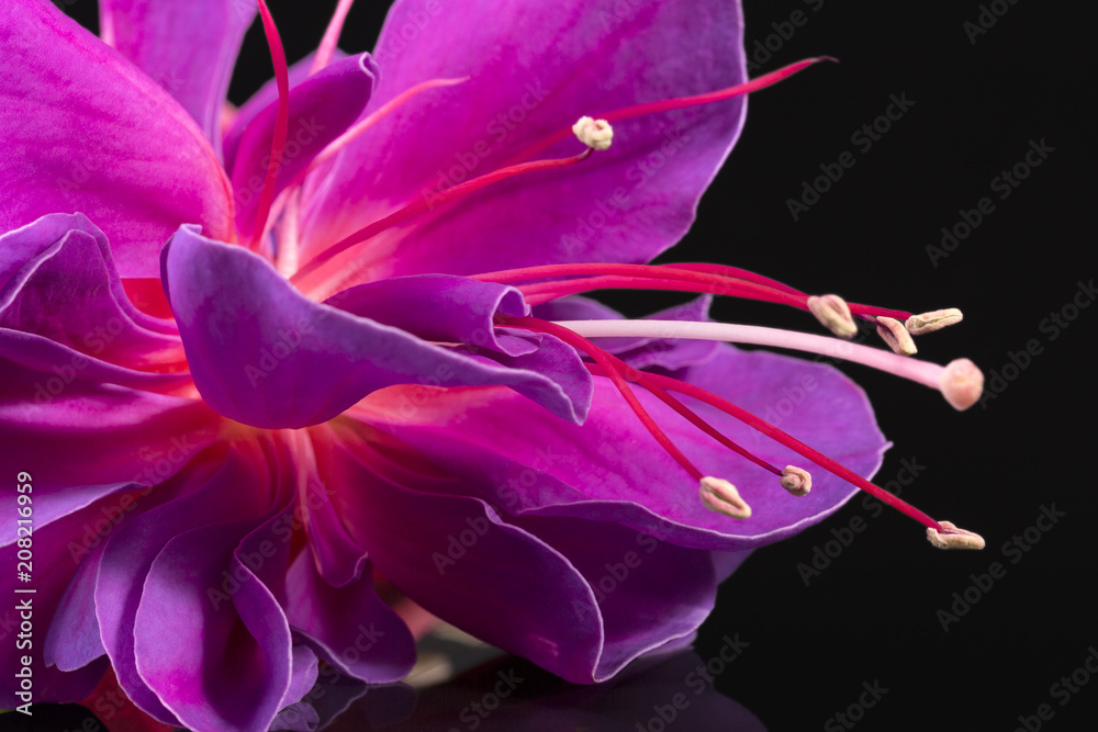 Single flower of fuchsia isolated on black background, close up. - obrazy, fototapety, plakaty 