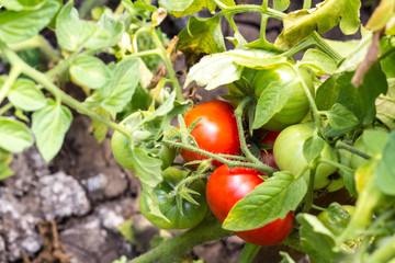 Ripe red and unripe green tomatoes in the greenhouse