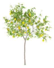 Wall Mural - lemon tree with lemons isolated on white background