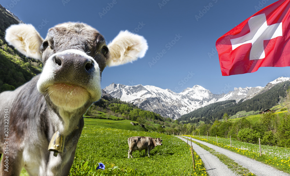 Kuh in der schweiz - obrazy, fototapety, plakaty 
