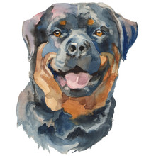 The Rottweiler Watercolor Hand Painted Dog Portrait