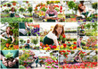 collage flower nursery - man and woman working in a nursery - production of flowers for sale