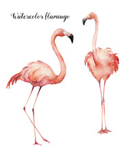 Watercolor Two Flirting Pink Flamingos Set. Hand Painted Bright Exotic Birds Isolated On White Background. Wild Life Illustration For Design, Print, Fabric Or Background.
