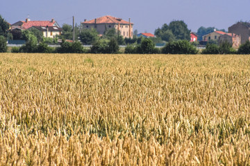 Poster - Rovigo, Italy - June, 5, 2018: farm in the vicinity of Rovigo, Italy