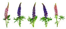 Multicolored Lupines. Set. Flowers With Leaves. Isolated Without A Shadow.