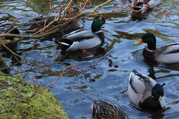 Mallard Ducks Swimming 2