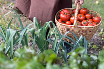 Woman caries tomatoes in a basket across vegetable garden; farming, gardening and  agriculture  concept