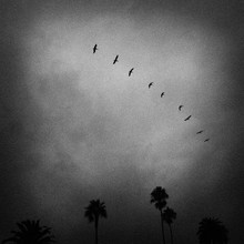 B&W Birds In Flight Over Palm Trees Against Gray Sky