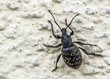 duży czarny chrząszcz