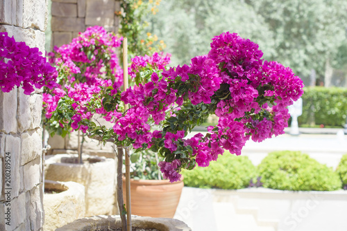 Fotomural pink bougainvillea background