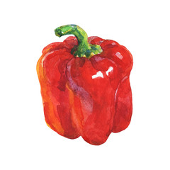 Watercolor red paprika on white background. Hand drawn vegetable illustration. Painting bell pepper