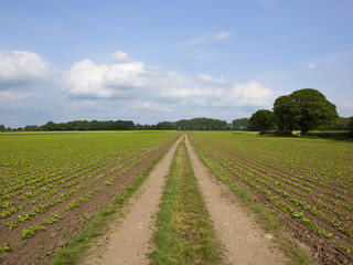 Wall Mural - farm track and sugar beet