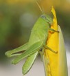 grasshopper hugging flower