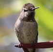 Hummingbird baby