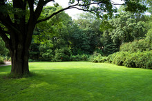 Lawn In A Botanical Garden In Moscow