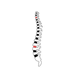 Poster - Vector human spine illustration