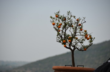 Poster - mandarin branch