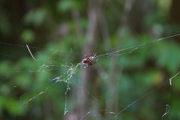 Spider!!