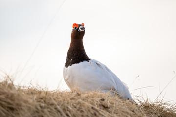 Wall Mural - Willow Ptarmigan - lagopus lagopus- red eyebrows bird.