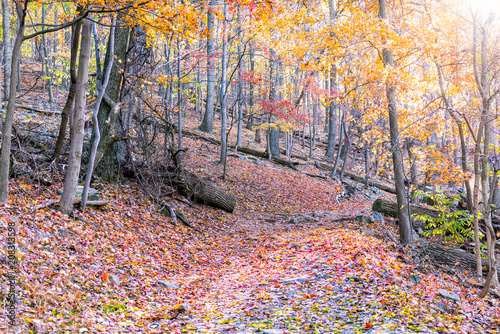 Cuadros en Lienzo Empty hiking trail through colorful red, orange foliage fall autumn forest with