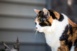 © Andriy Blokhin - One senior angry mean old calico cat face side profile closeup sitting outside porch on front yard by door entrance to house during sunny day, yellow eyes