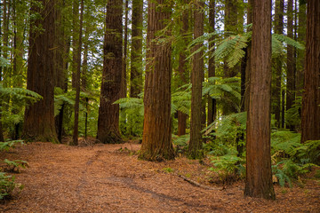 red wood forest landscape