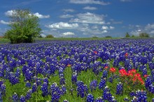 Texas Bluebonnet Landscape