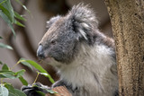 Fototapeta Tęcza - Australian koala