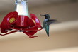 hummingbird drinking