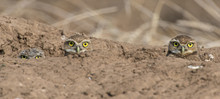 Burrowing Owls Peeking Out Of Their Burrow