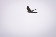 European Cuckoo Flying In Front Of A Clear Sky