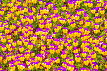 Close Up Of Purple And Yellow Violet Flowers In A Garden