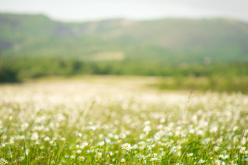 Chamomile flowers field wide background in sun light. Summer Daisies. Beautiful nature scene with blooming medical chamomilles. Alternative medicine. 