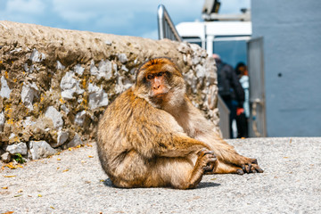 Portrait of a wild female macaque.  Macaques are one of the most famous attractions of the British overseas territory