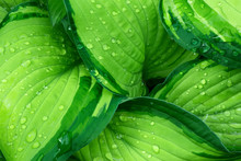 Fresh Green Hosta Plant Leaves After Rain With Water Drops. Botanical Foliage Nature Background. Wallpaper Poster Template. Organic Cosmetics Wellness Spa Environmental Conservation. Copy Space