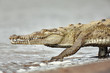 American crocodile (Crocodylus acutus) returns back to the Tarcoles River. Dangerous animal.