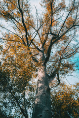 Wall Mural - tree and trunk branches