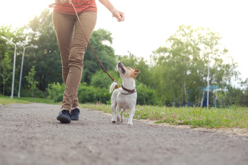 A girl with a dog on a leash of the Jack Jack Russell Terrier walks along the alley in the park