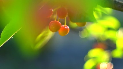 Wall Mural - Cherry. Organic cherries hanging on tree. Ripe yellow cherries closeup. Gardening concept. Slow motion 4K UHD video 3840X2160