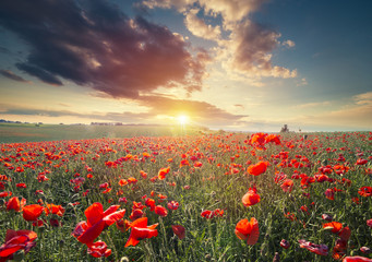 Poster - green and red beautiful poppy flower field background