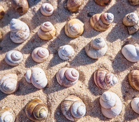 Bright summer background. Nature pattern from shells