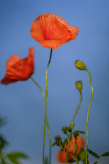 Wall Mural - Flowering poppies on the blue sky background 2