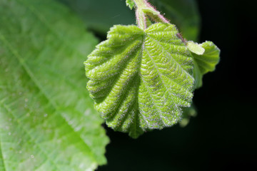 Sticker - macro green leaf against blurred background